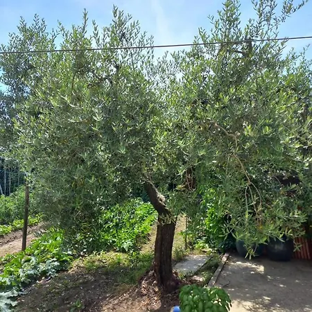 La Casa Dell'Olivo Villa Pescia Exterior photo
